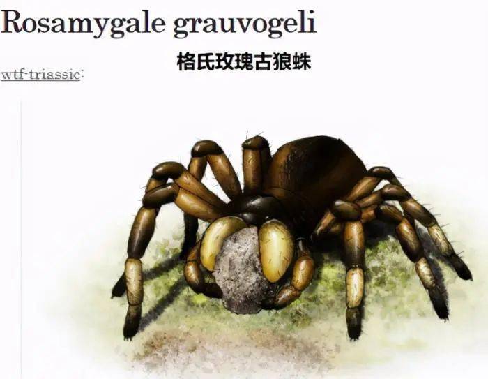 海贼王:黑玛利亚是蜘蛛果实古代种,山治:我死也不会踢