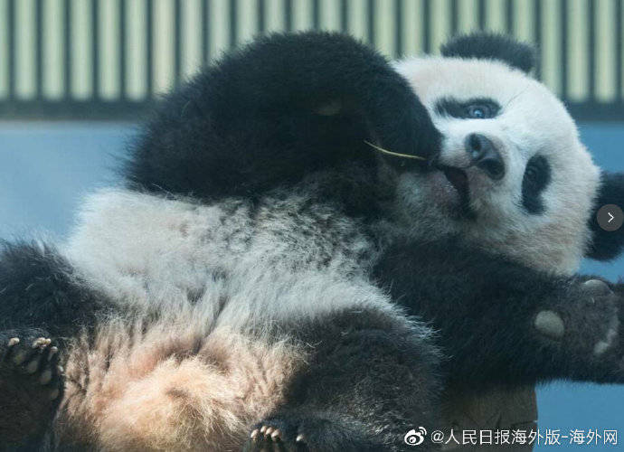 受疫情影响旅日熊猫香香延期至明年5月返还