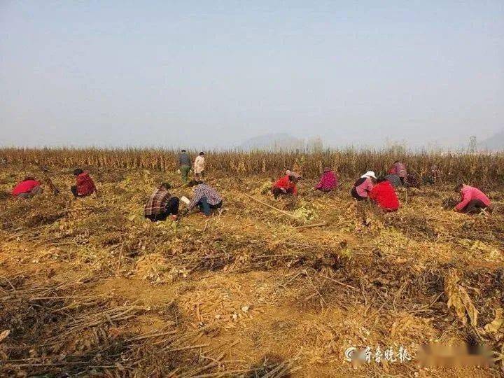 大冬天,枣庄这处地里农民不整庄稼,在薅啥?