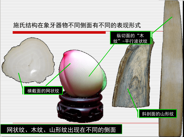 施氏人口_施氏鳞脚蜥图片