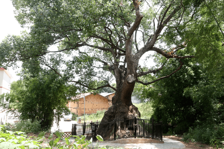 千年古樟树,助力南雄迳仂村打造乡村旅游品牌