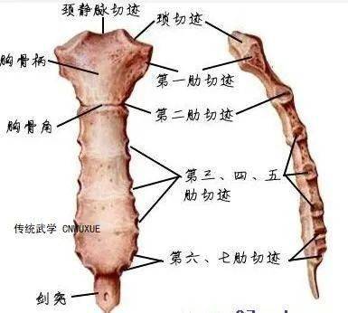 脊柱的体表定位
