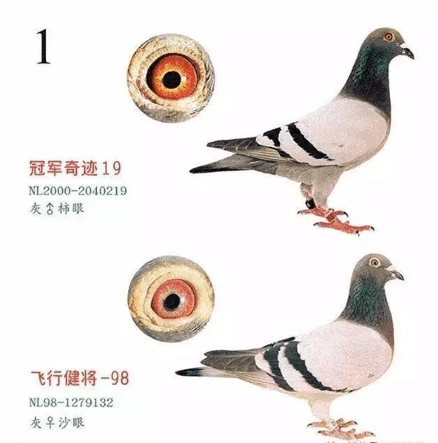 鸽坛发动机,飞行速度最快的鸽子,林波尔!