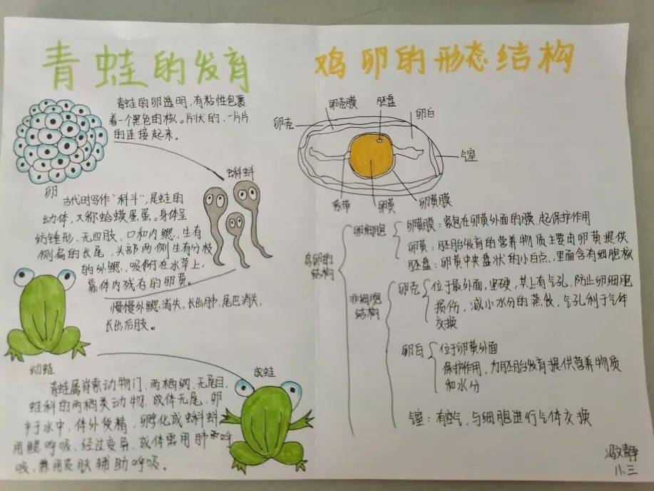 【生物学科周】感受生命,遇见美好——手抄报绘制展览