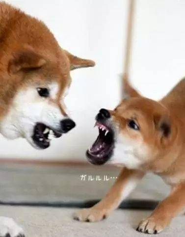 吓cry!_柴犬