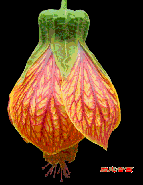 500_650 竖版 竖屏