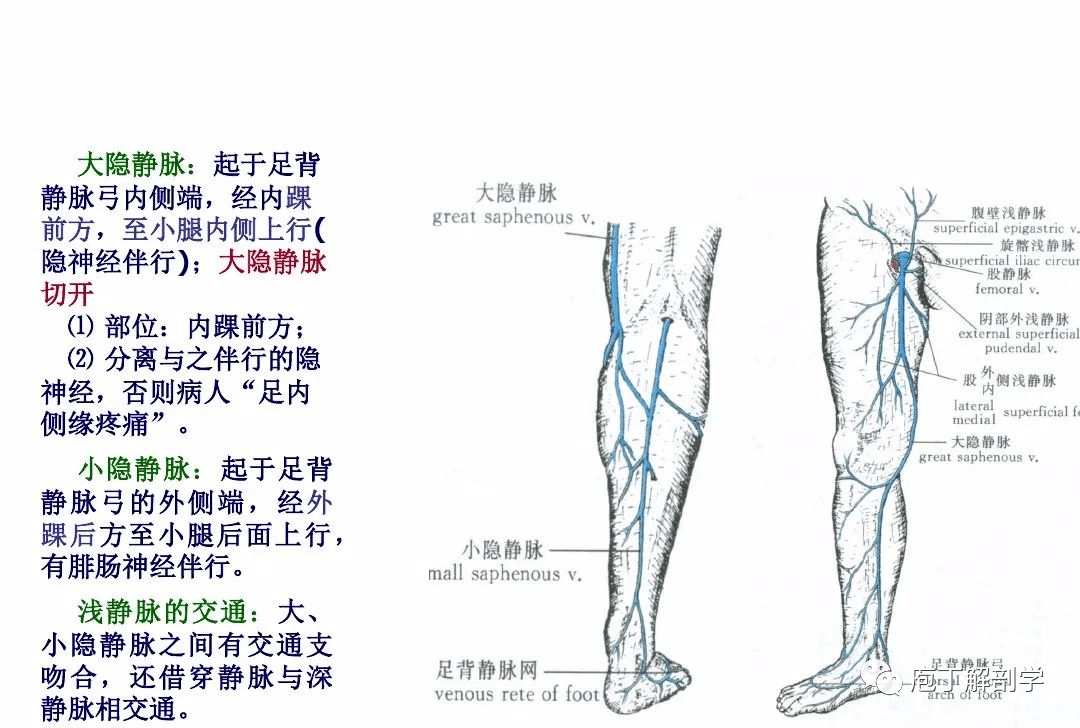 下肢腿部功能解剖