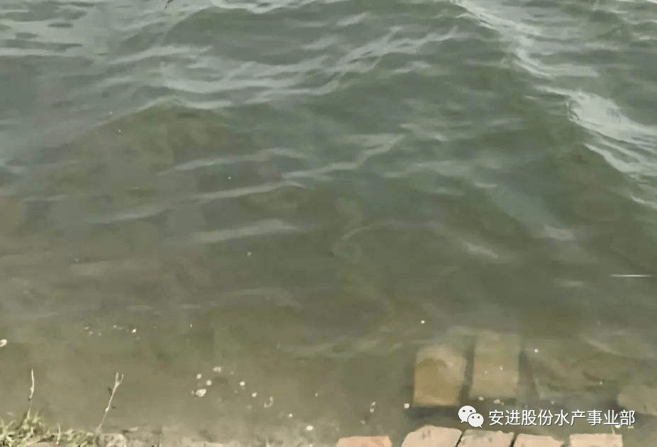 水产人必知的池塘养殖中各种藻类调控!