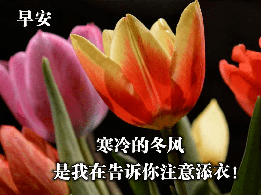 幸福美好的早安问候图片 阳光的清晨祝福图片