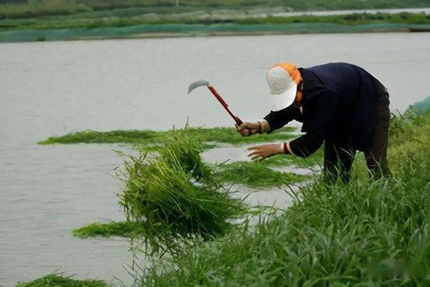 怎么养鱼才会不怕人 6ea934e3331d42539b4bd4bfd583ade6.jpeg