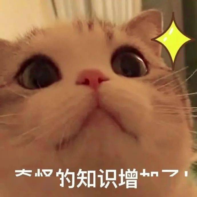 来源:来源于mur中的一只猫的表情包,看上去像是猫好像灵光乍现明白
