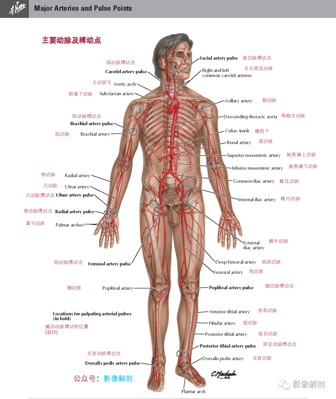全身主要动脉,静脉,神经及淋巴系统概述  1,主要动脉及搏动点 版权