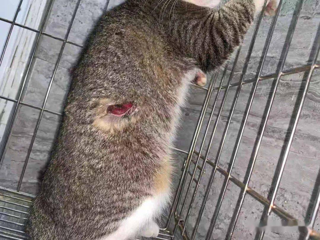 半夜被人捅了一刀的小流浪猫
