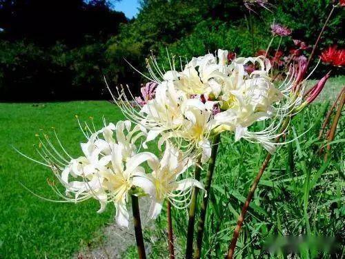 佛教四大吉花,见花见吉祥!