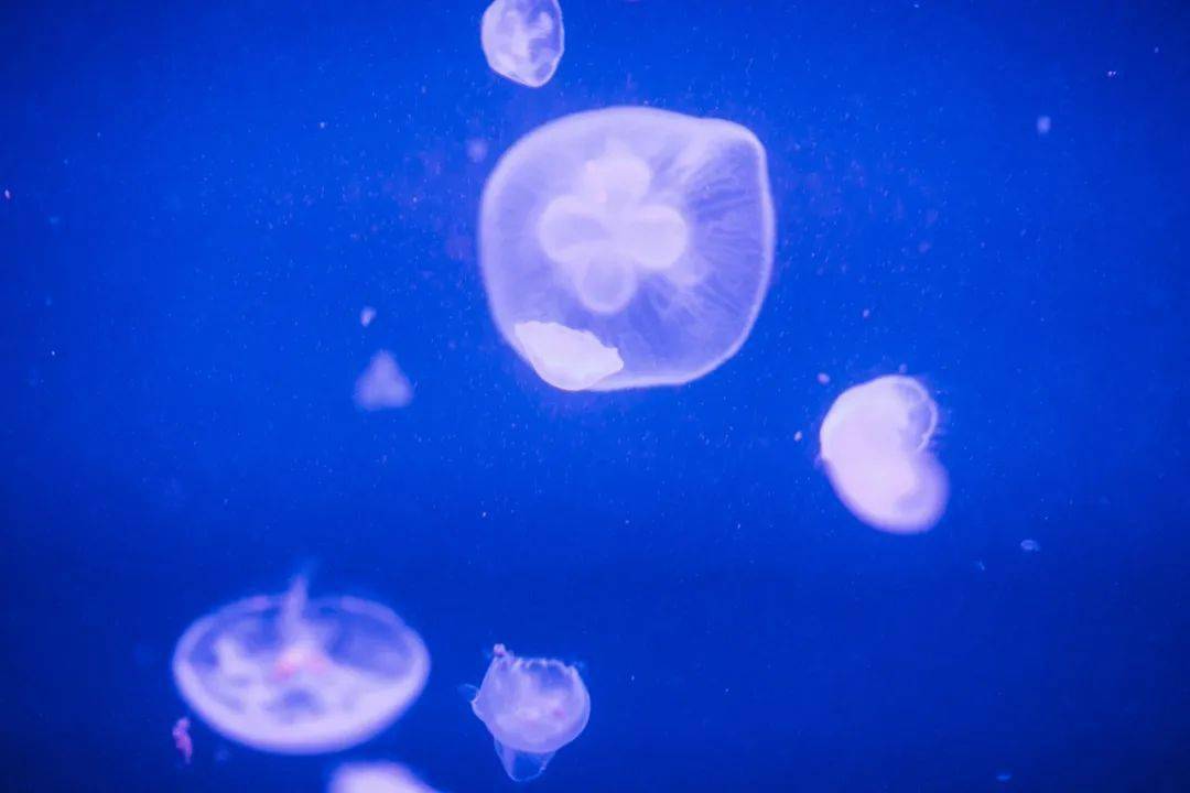 当我成为爱丨海洋王国の水母灵之美