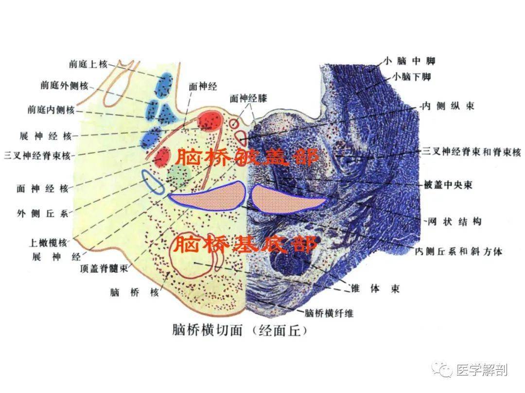 脑干内部超详细结构,不要错过!_解剖