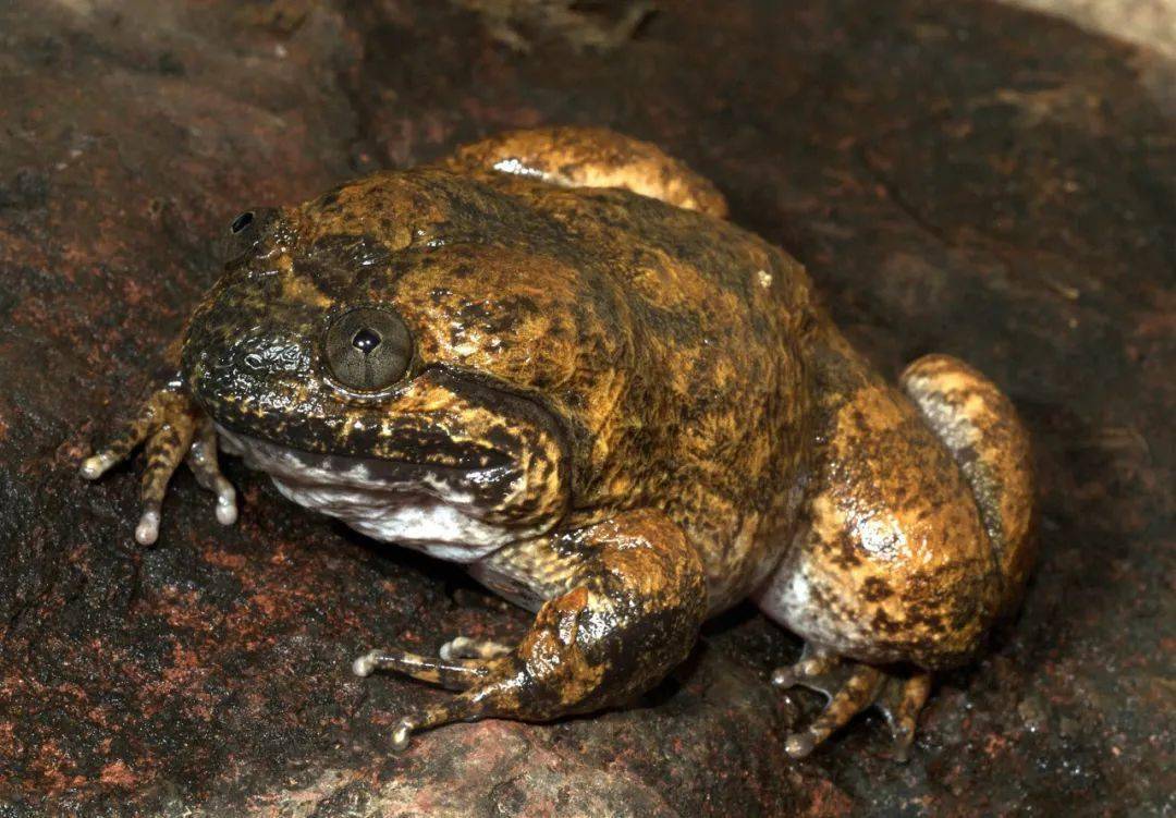 柬埔寨大头蛙的拉丁种名 fastigatus"的意思是尖锐,表明该物种有着