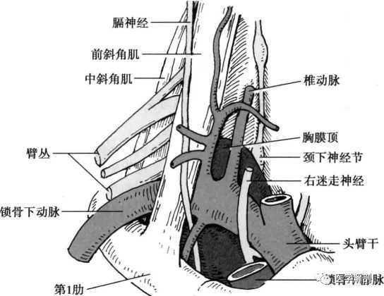 胸膜解剖详解