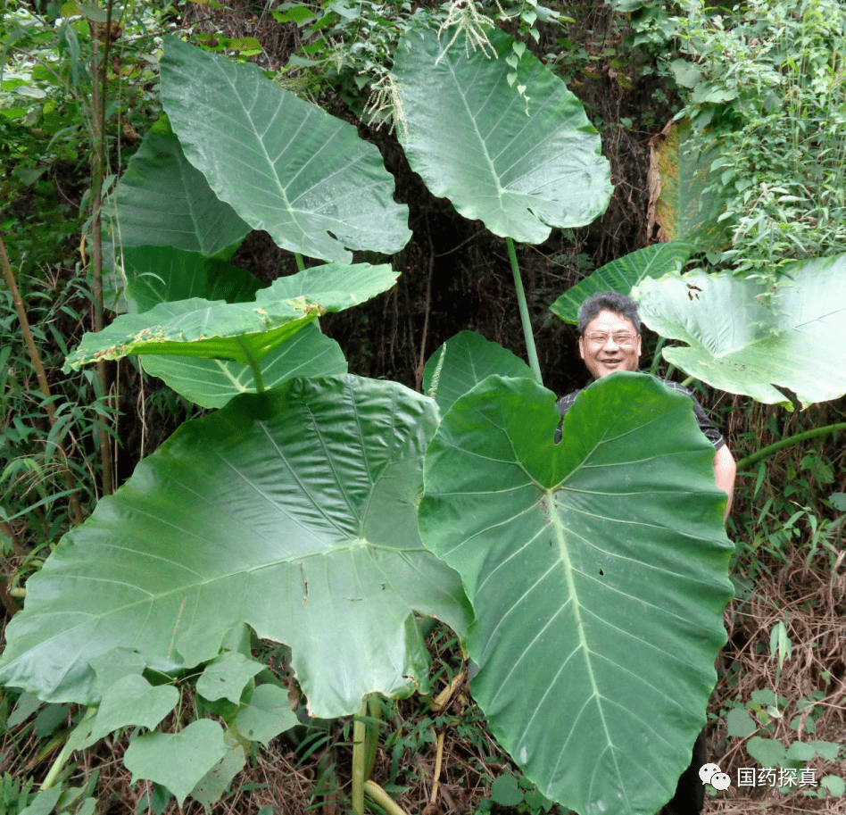 白附子与其类似的植物图鉴