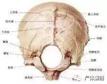 后脑勺的机关头痛头晕治疗点