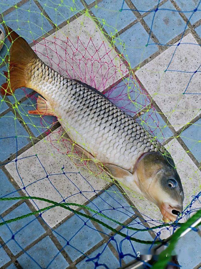 鱼多少度冷死 d315912b10234a3b8ff9258aee3453d1.jpeg