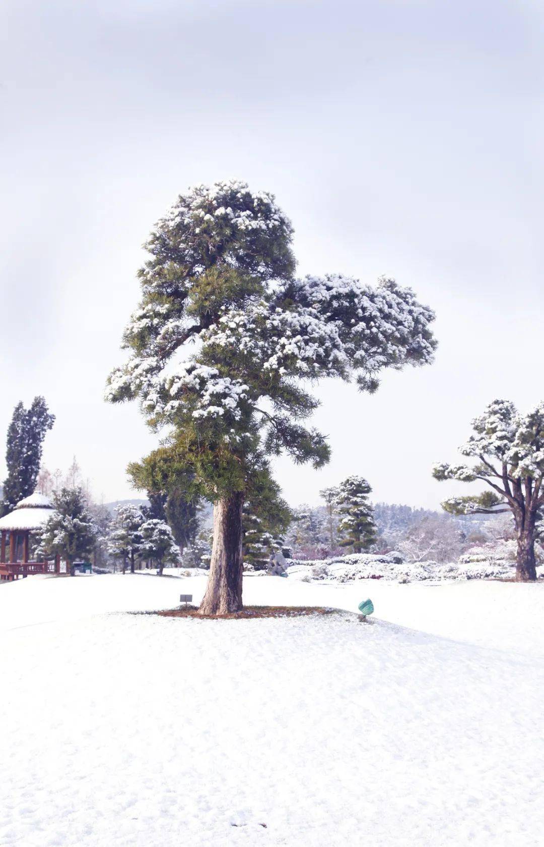 南京银杏湖乐园  十二月十四日  景  千树万树梨花开 昨夜的一场大雪