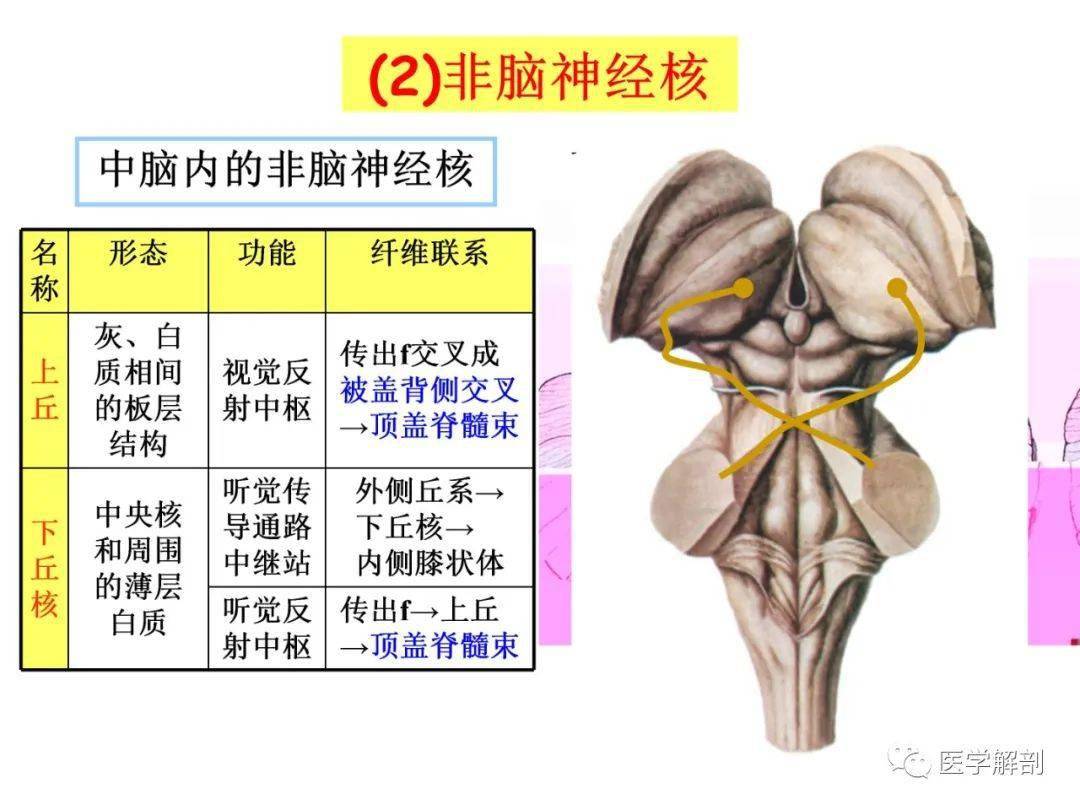 脑干内部超详细结构,不要错过!_解剖