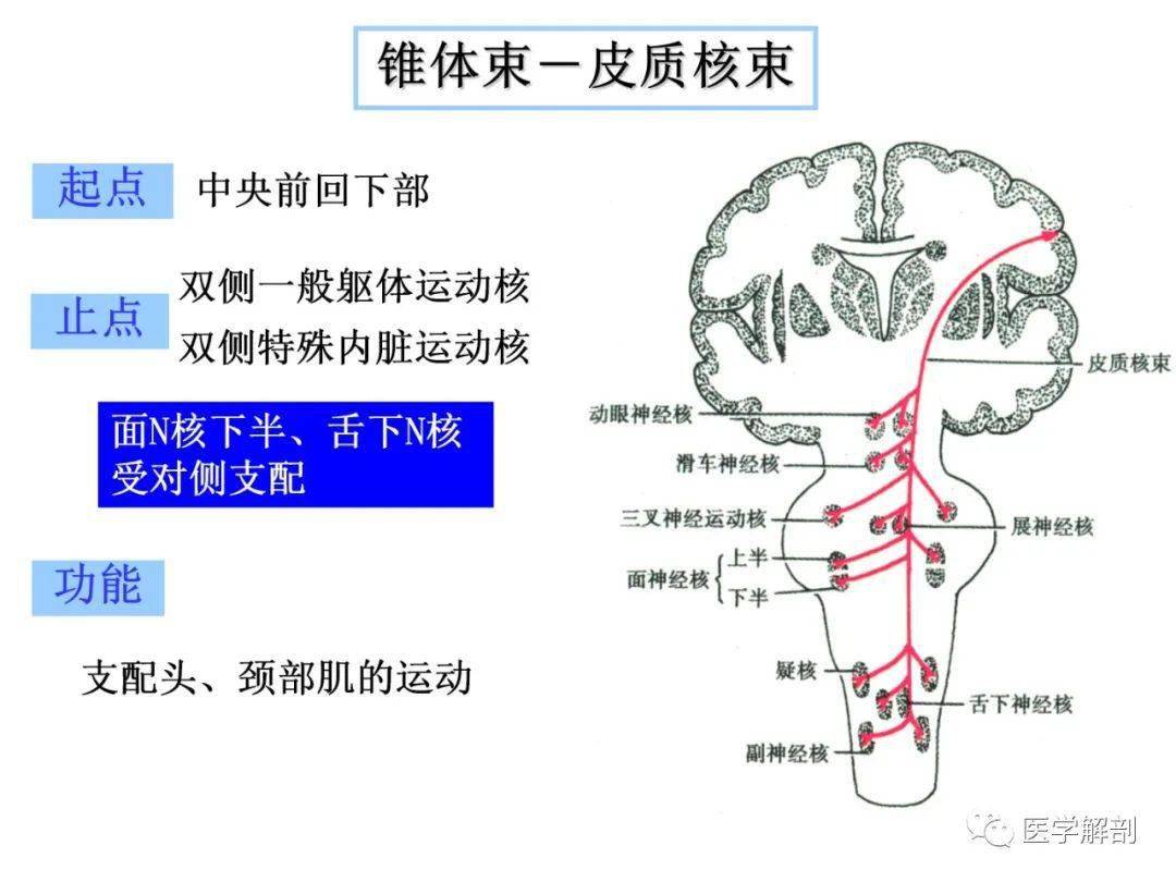 脑干内部超详细结构,不要错过!_解剖