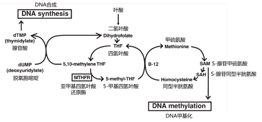 备孕 原来叶酸是这样保护宝宝的 合成
