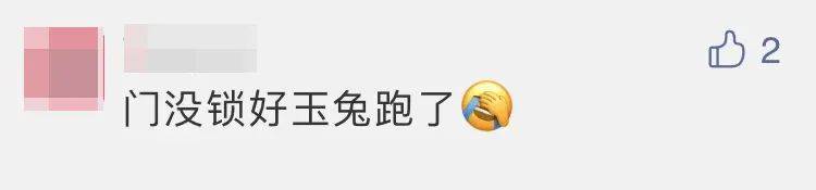 四子王旗|“嫦五”回家，没想到抢镜的是它