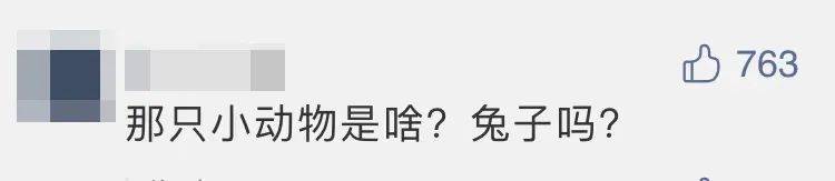 四子王旗|“嫦五”回家，没想到抢镜的是它