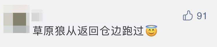 四子王旗|“嫦五”回家，没想到抢镜的是它