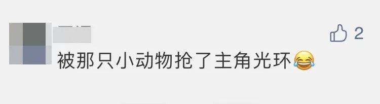 四子王旗|“嫦五”回家，没想到抢镜的是它