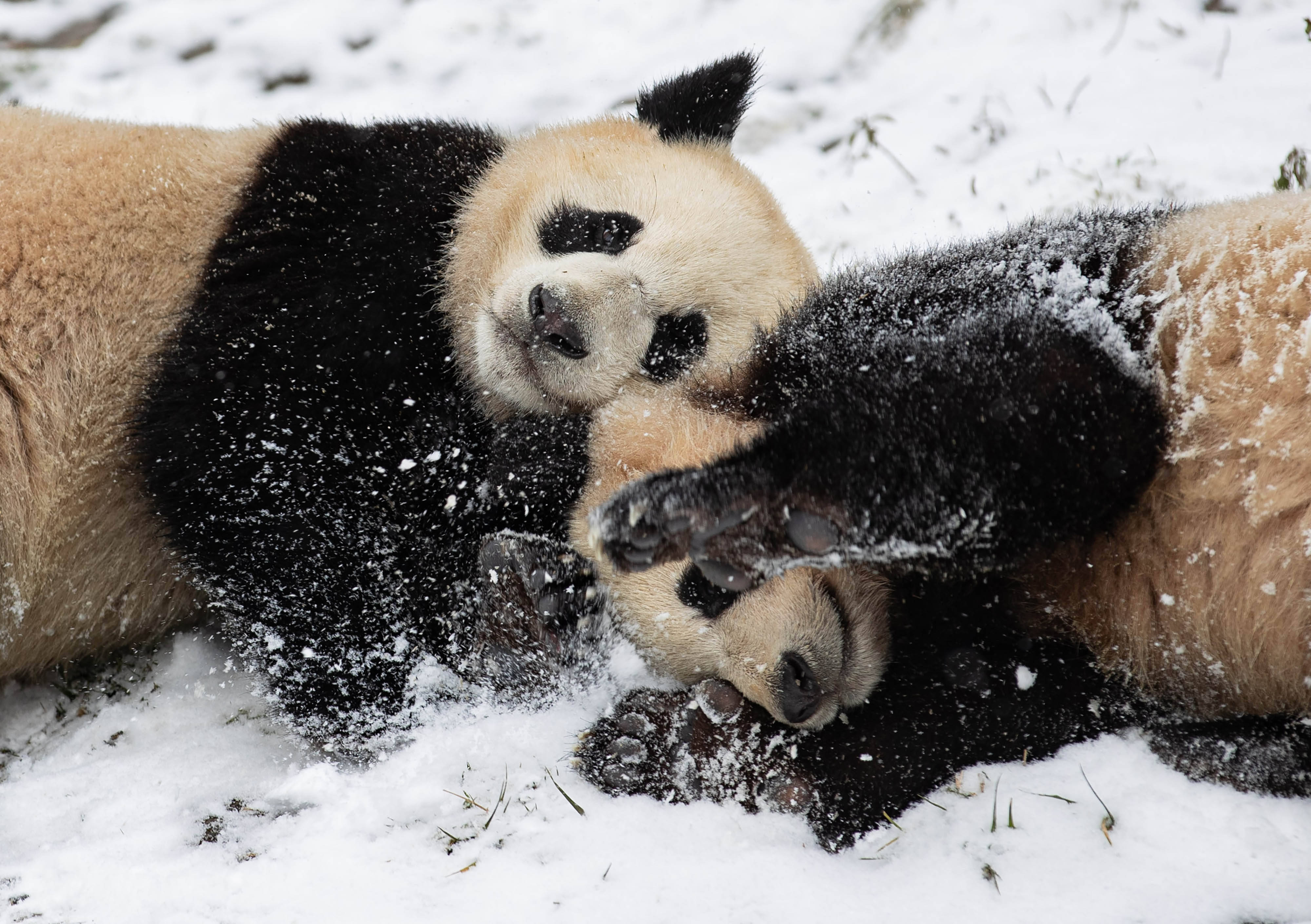 熊猫戏雪_卧龙