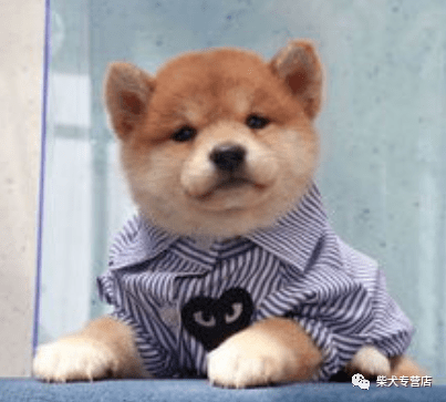 柴犬名字的由来.