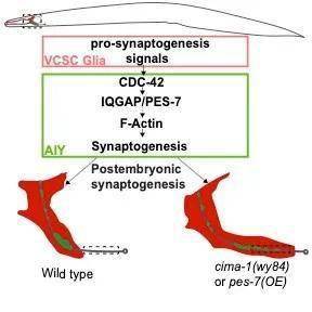 GDP生物GTP