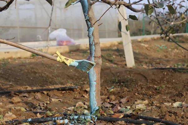 苹果树管理方法全过程 69d237b4729d433a88fea1c1c2abf997.jpeg