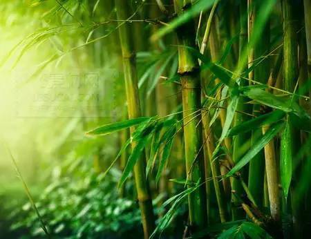 竹子的启示,太美了!养眼又养心