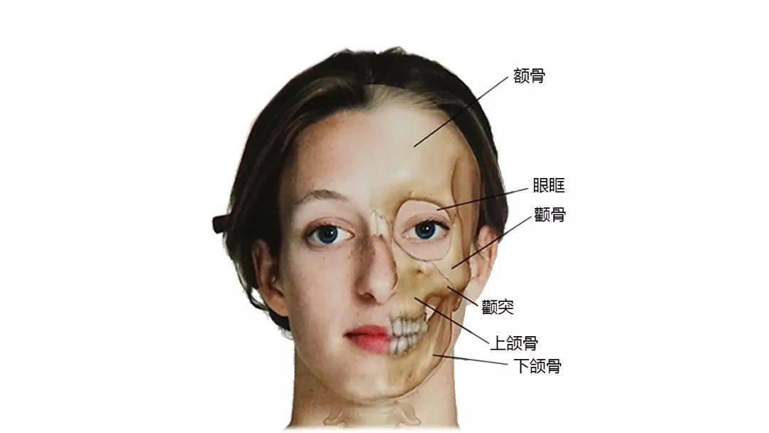 超赞的高清头颈部骨骼及肌肉图谱_解剖