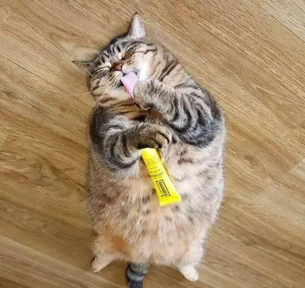 胖猫爽躺沙发发呆,却一脸厌世,网友笑翻:根本是上班族