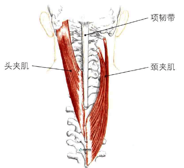 触诊时可以摸到颈椎后面的肌肉有紧张感或是僵硬肿胀,经常在头夹肌,颈