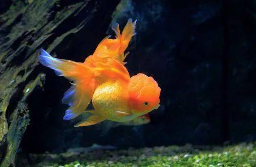 英语萌萌画 | goldfish 金鱼