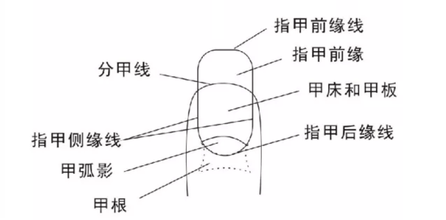 指甲上月牙小的人就是不健康的吗快来看看吧