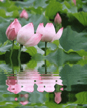 300_372 竖版 竖屏