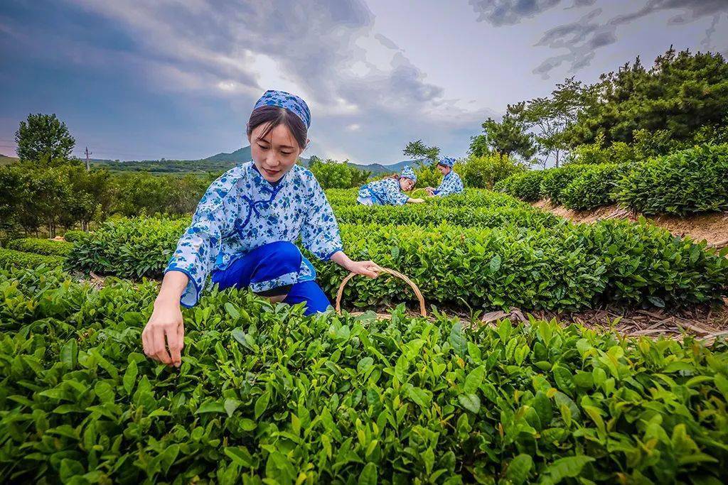 茶乡海青美文欣赏三张小总61我是茶山采茶人