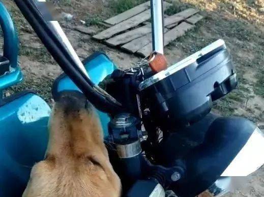 苦命金毛换4任主人,为报恩,每天伺候新主人穿衣,努力看家护院