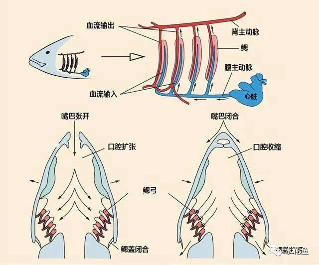 认识鱼鳃及其鱼类的呼吸特点:鳃是鱼类最基本,最起码,最重要的生理