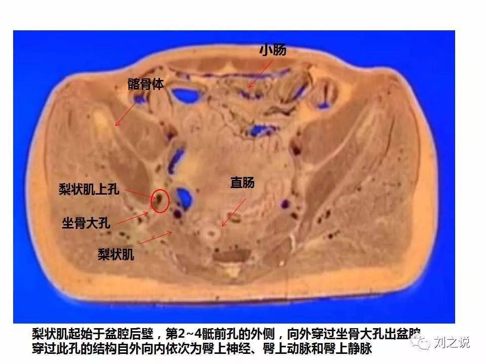 收藏必备:男性盆腔断层解剖