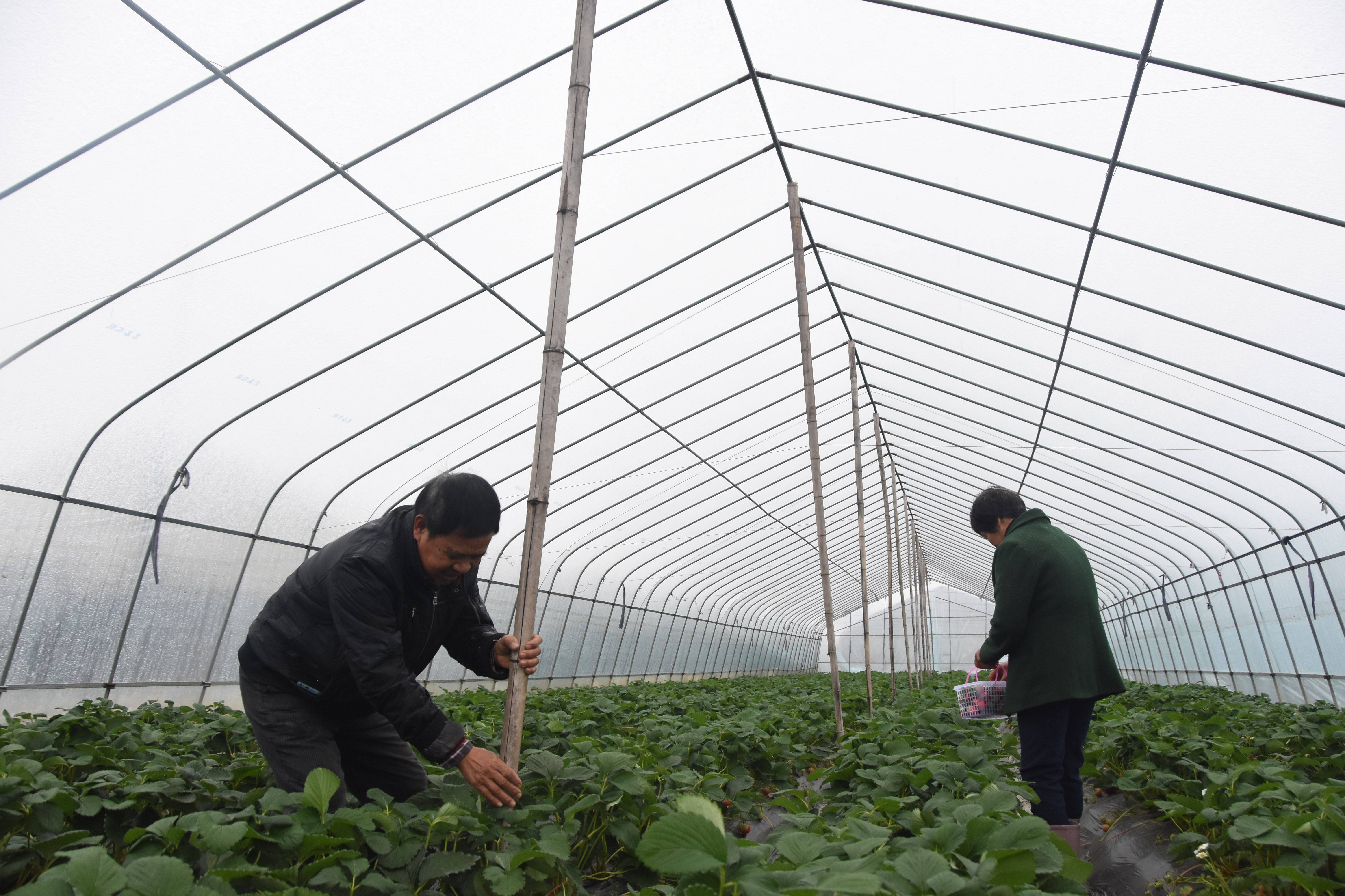 雨雪来袭田间管理切莫放松大棚作物添衣加被