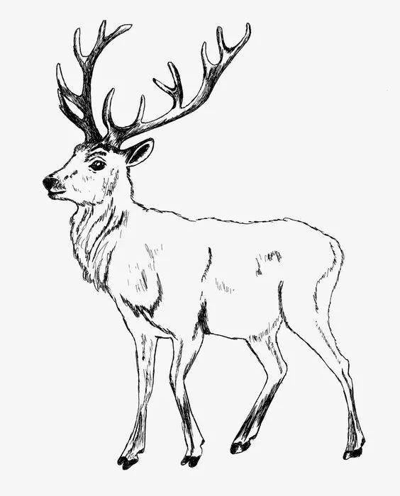 【简笔画】动物简笔画,鹿的线稿素材